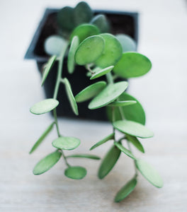 silver dollar succulent vine Xerosicyos Danguyi (String of Coins / Silver Dollar)