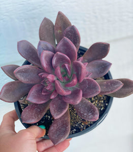 aglaonema queen juliana Graptoveria Juliana – In Succulent Love