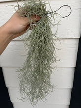 Living Spanish Moss