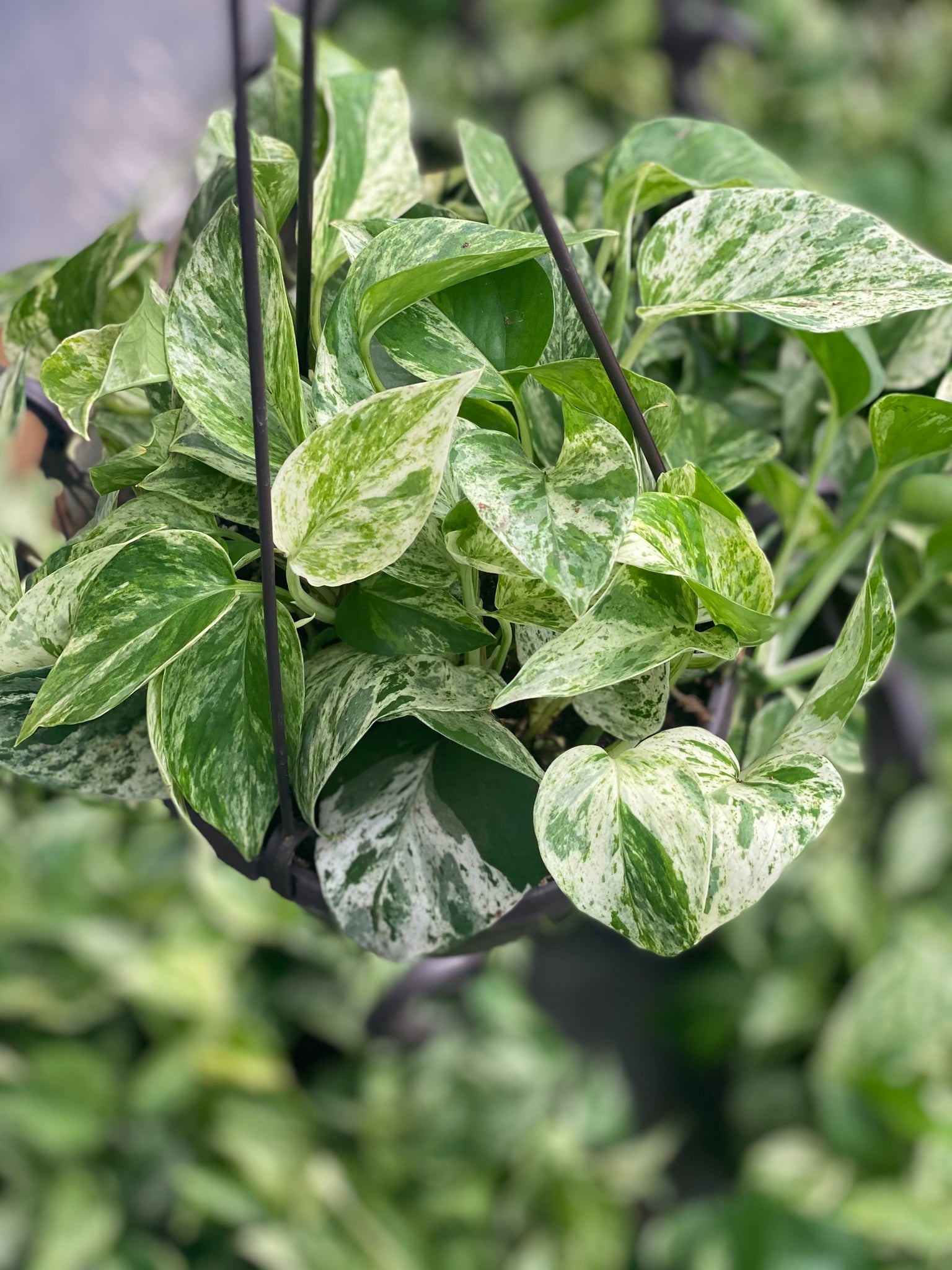 variegated snow queen pothos Pothos Snow Queen – In Succulent Love