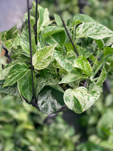 scindapsus aureus pothos Pothos Snow Queen – In Succulent Love