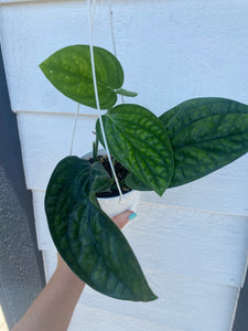 Monstera Peru