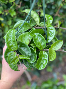 Hoya Carnosa Ripple / Krinkle 8