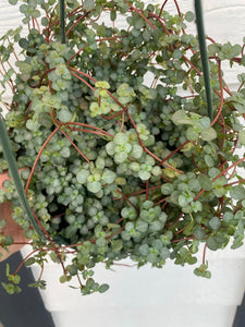 Pilea glauca 'Red Stem Tears'