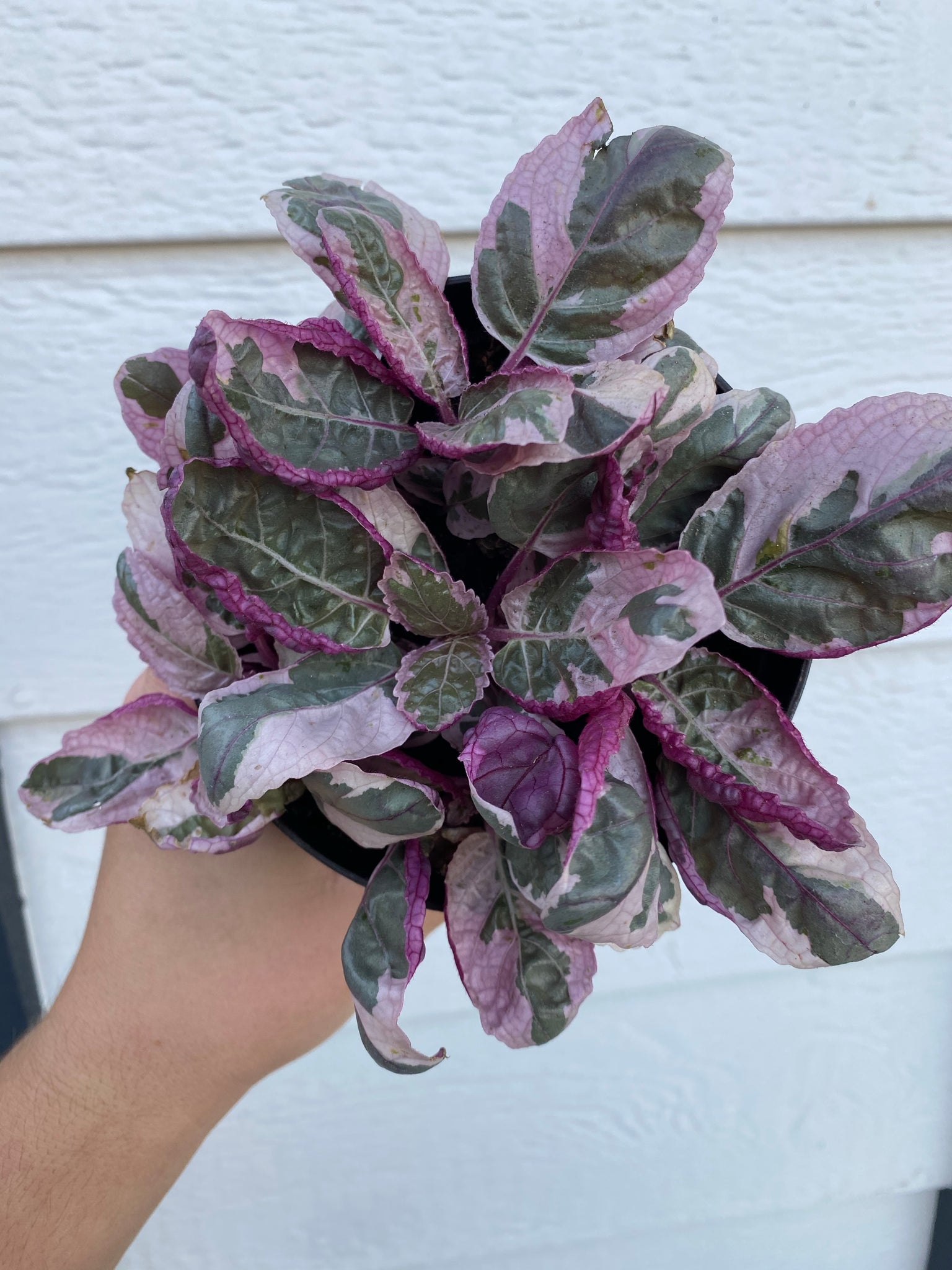 waffle plant care indoors Pink Snow White Waffle Plant