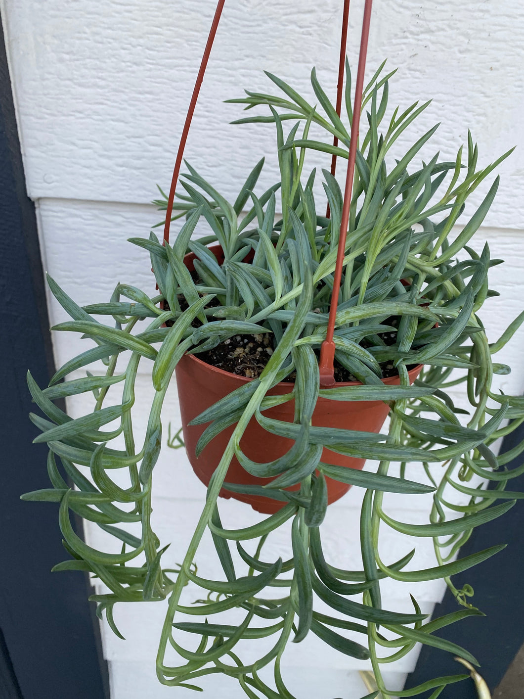 string of hooks succulent Senecio Fishhooks