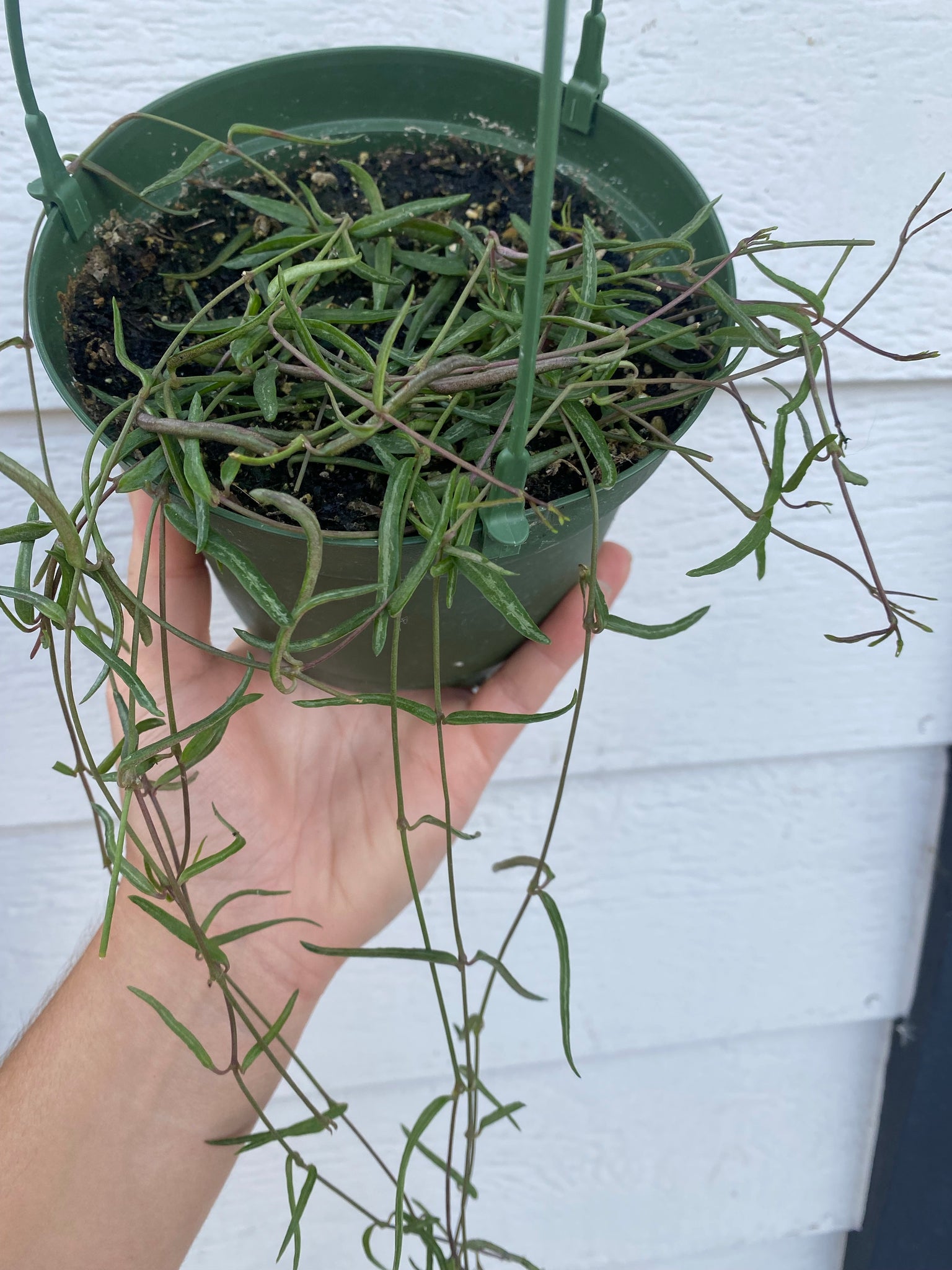 string of needles succulent Ceropegia Linearis ‘String of Needles’