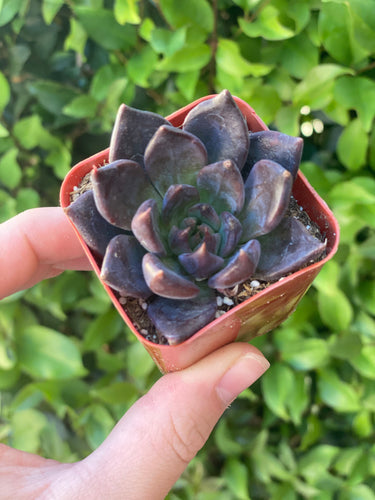 Echeveria Black Prince