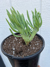 Mermaid Tail - D ( Crested Senecio Vitalis )