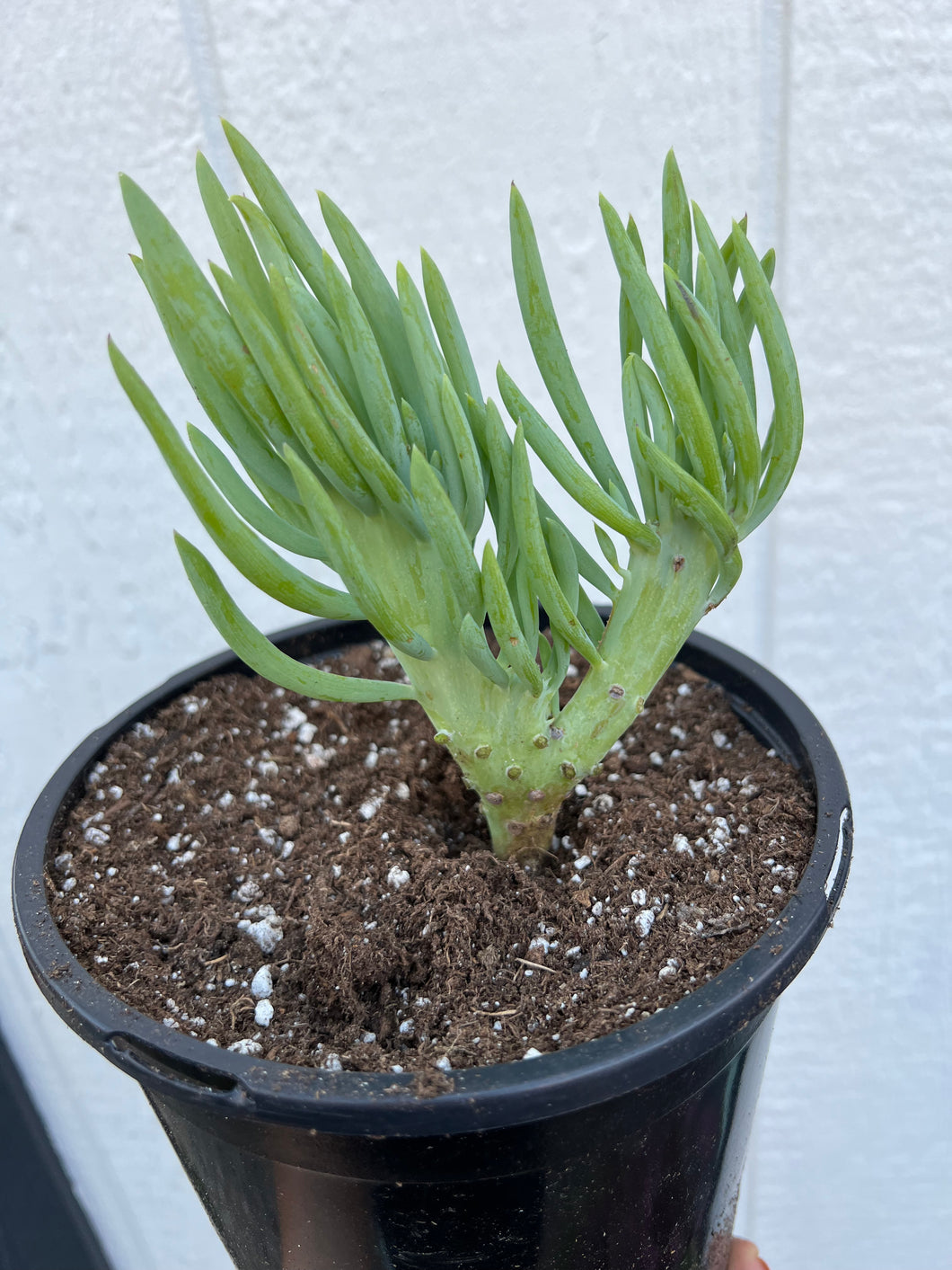 Mermaid Tail - D ( Crested Senecio Vitalis )