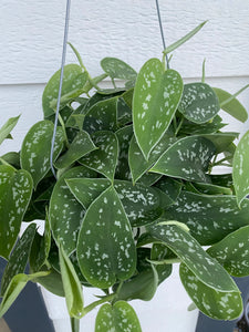 Scindapsus pictus 'Argyraeus' (Pothos Satin)