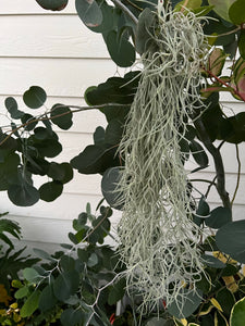 Living Spanish Moss