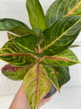 'Golden Fluorite' Chinese Evergreen Aglaonema