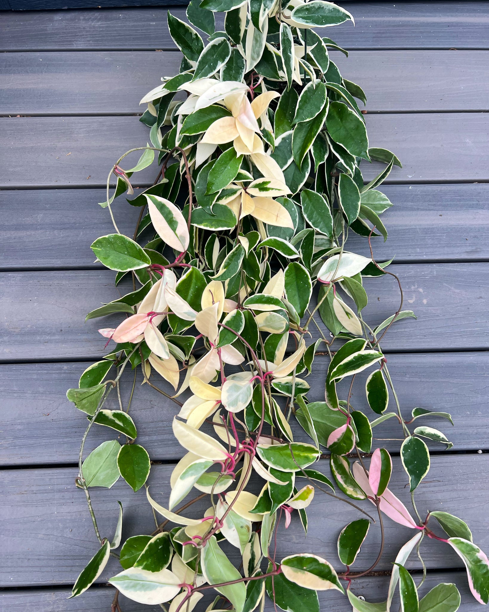 Hoya Carnosa Variegated 'Krimson Queen' / 'Tri Color' – In