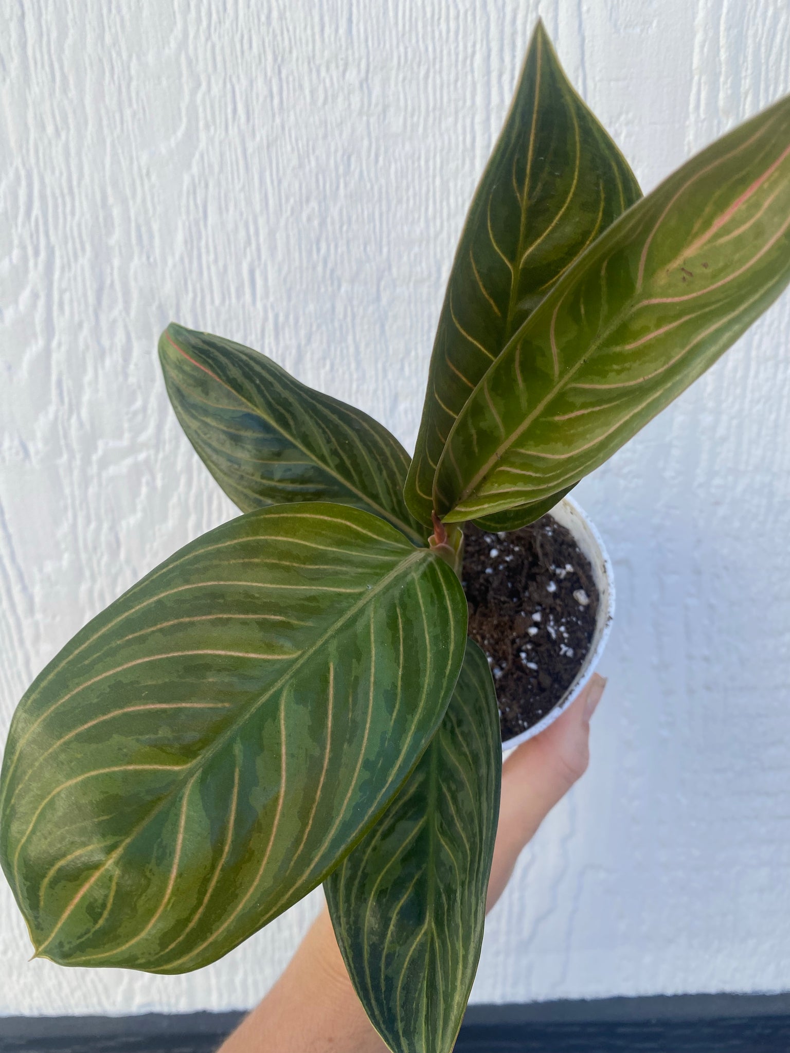 chocolate aglaonema care Aglaonema Chinese Evergreen 'Chocolate' – In Succulent Love