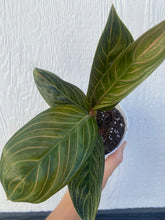 Aglaonema Chinese Evergreen 'Chocolate'