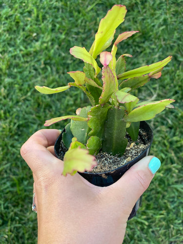 Rhipsalis Pachyptera