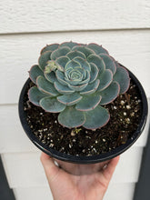 Echeveria Blue Rose Imbricata