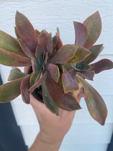 Crested Graptoveria Fred Ives