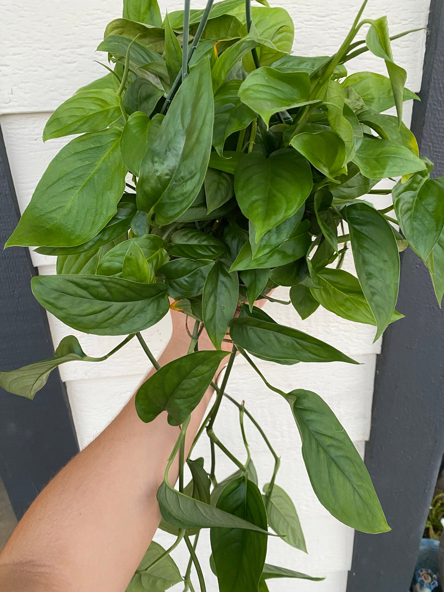 monstera laniata Monstera Adansonii sp. Laniata – In Succulent Love