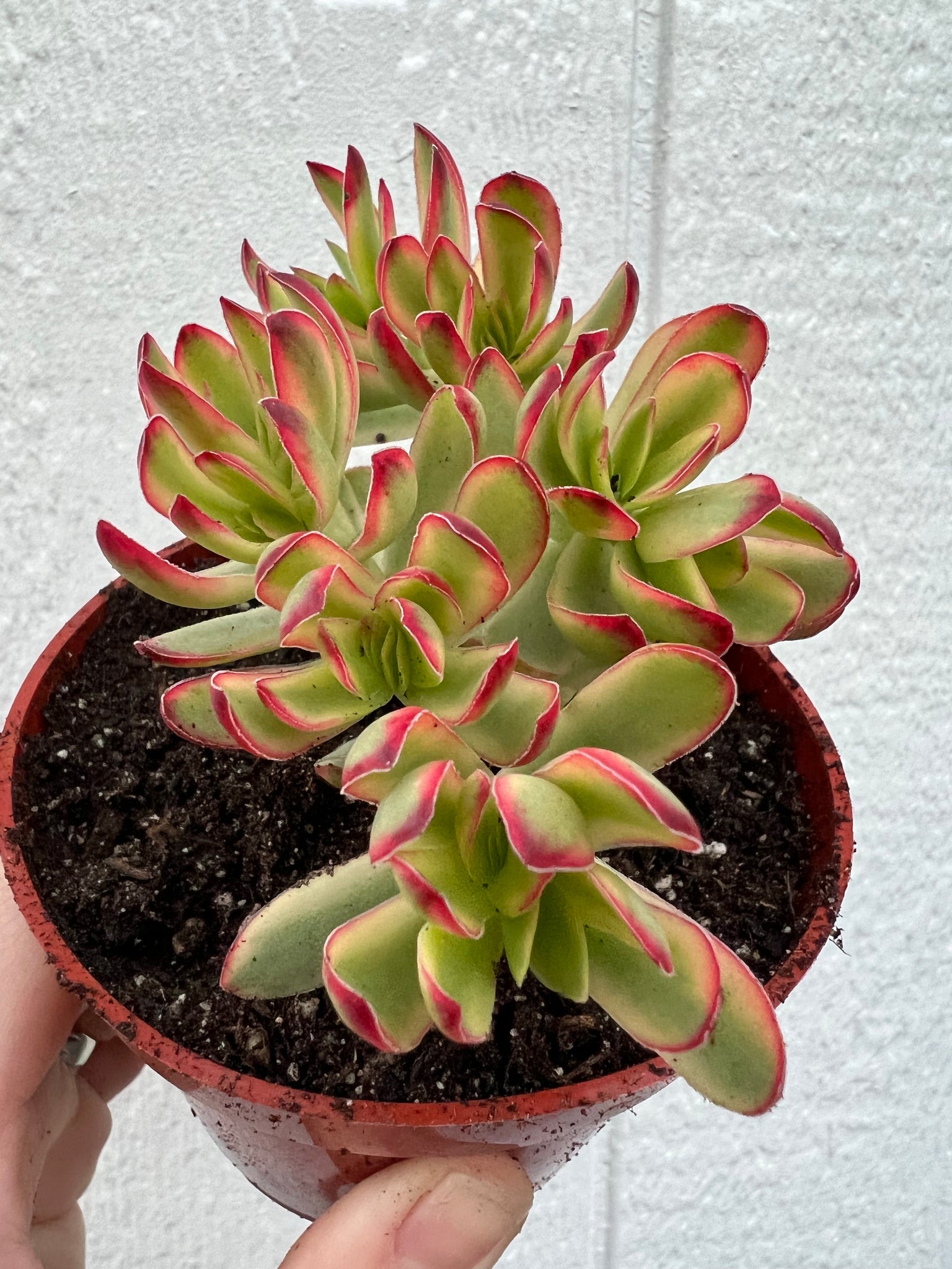 daydream succulent Crassula Daydream (ppaf) – In Succulent Love