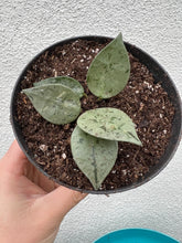 Hoya Krohniana Eskimo / Super Silver