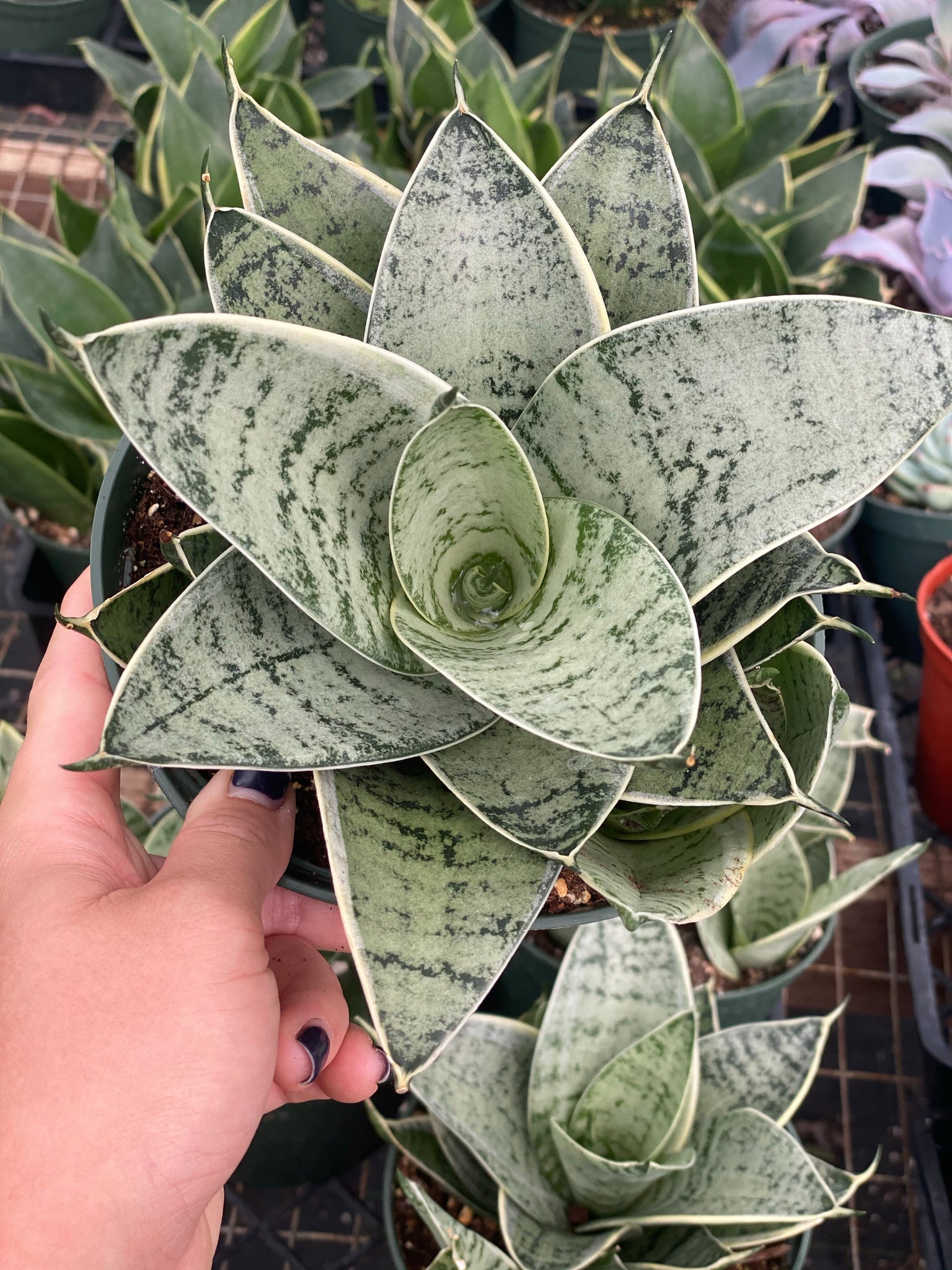 sansevieria silbersee Sansevieria Hahnii Silver Star – In Succulent Love