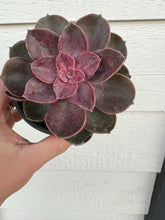 Echeveria Petra’s Perle / Magic Red (PVN Hybrid)