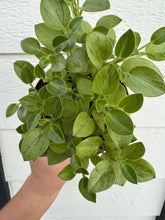 Peperomia Pixie Variegated