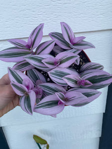 Tradescantia Nanouk Pink Wandering Jewel