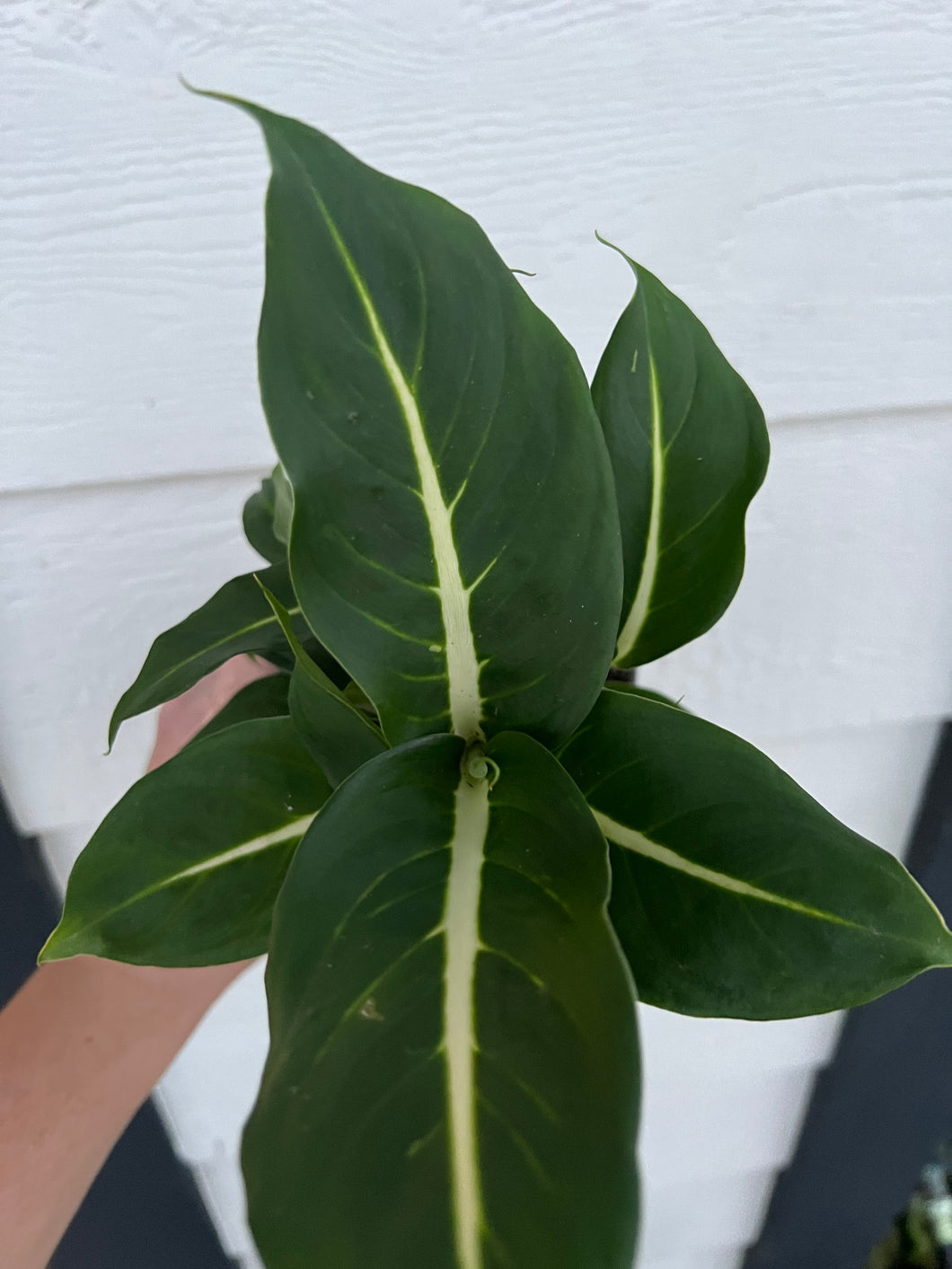 dieffenbachia sterling Diffenbachia Sterling – In Succulent Love