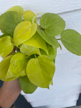 Philodendron Cordatum Neon ( Neon Heart Leaf)