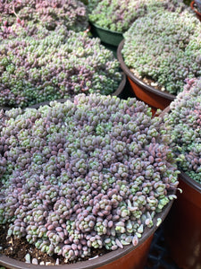 Sedum Dasyphyllum 'Minor'