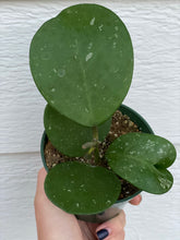 Hoya Obovata