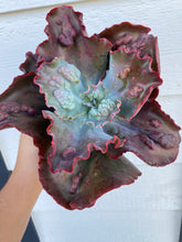 Echeveria Lilac Frost