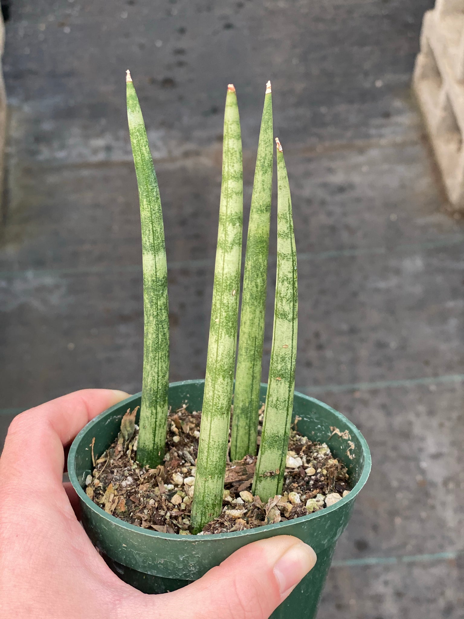 finger snake plant Sansevieria Cylindrical ( Dragon Fingers ) – In Succulent Love