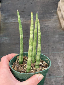 sansevieria cylindrica variegated Sansevieria Cylindrical ( Dragon Fingers ) – In Succulent Love