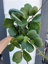 Hoya Kerrii Green Heart