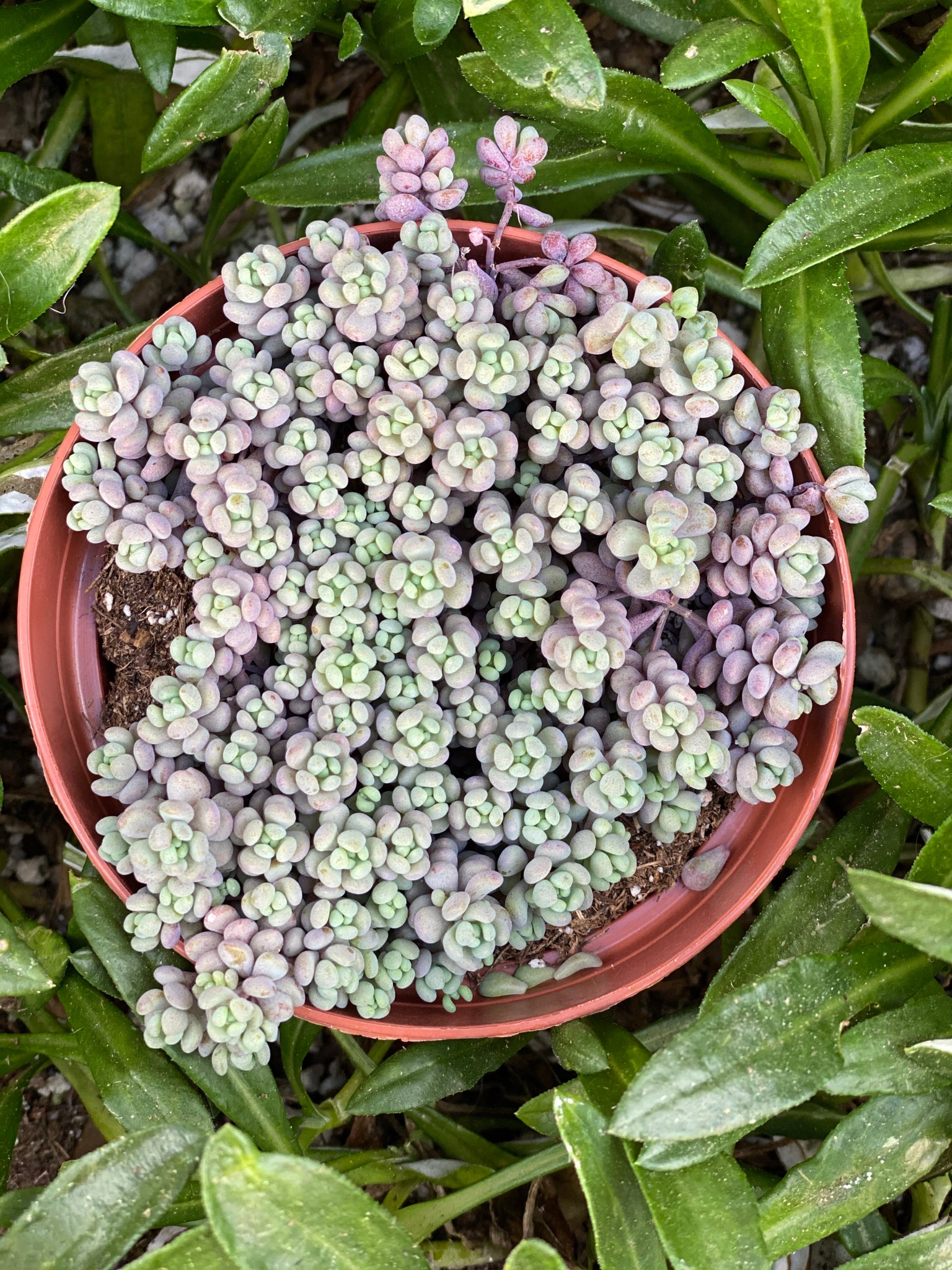 minor succulent Sedum Dasyphyllum 'Minor' – In Succulent Love