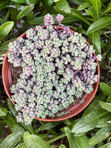 Sedum Dasyphyllum 'Minor'