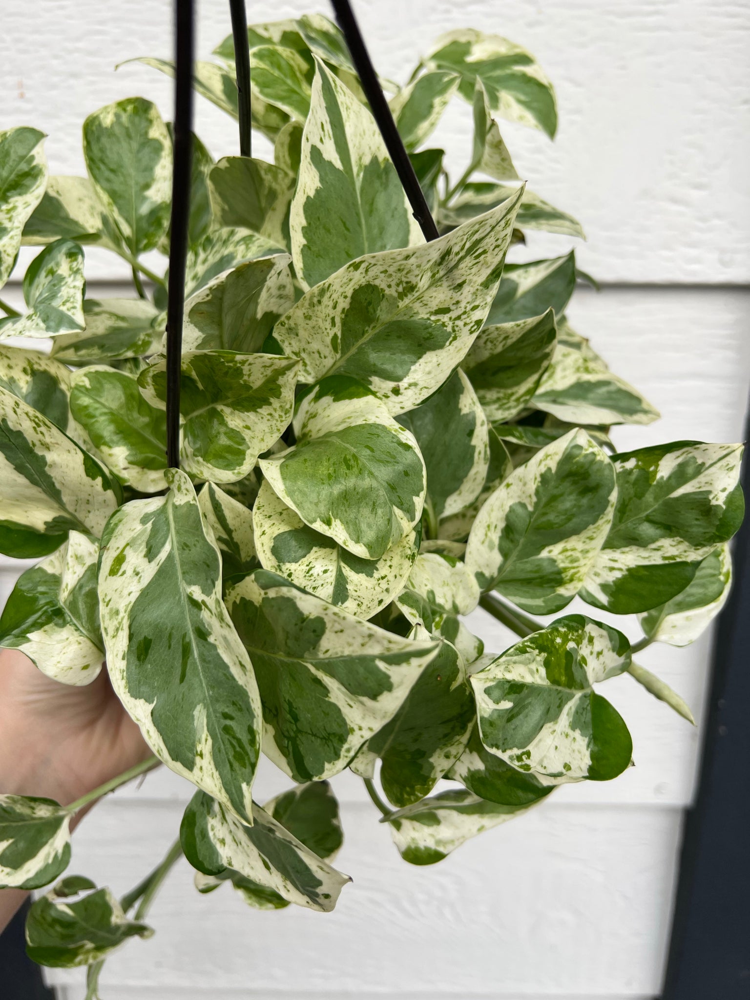pearl jade plant Pothos Pearls & Jade – In Succulent Love