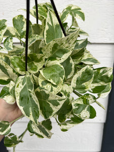 jade pothos hanging plant Pothos Pearls & Jade – In Succulent Love