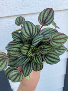 Peperomia Piccolo Banda Peacock