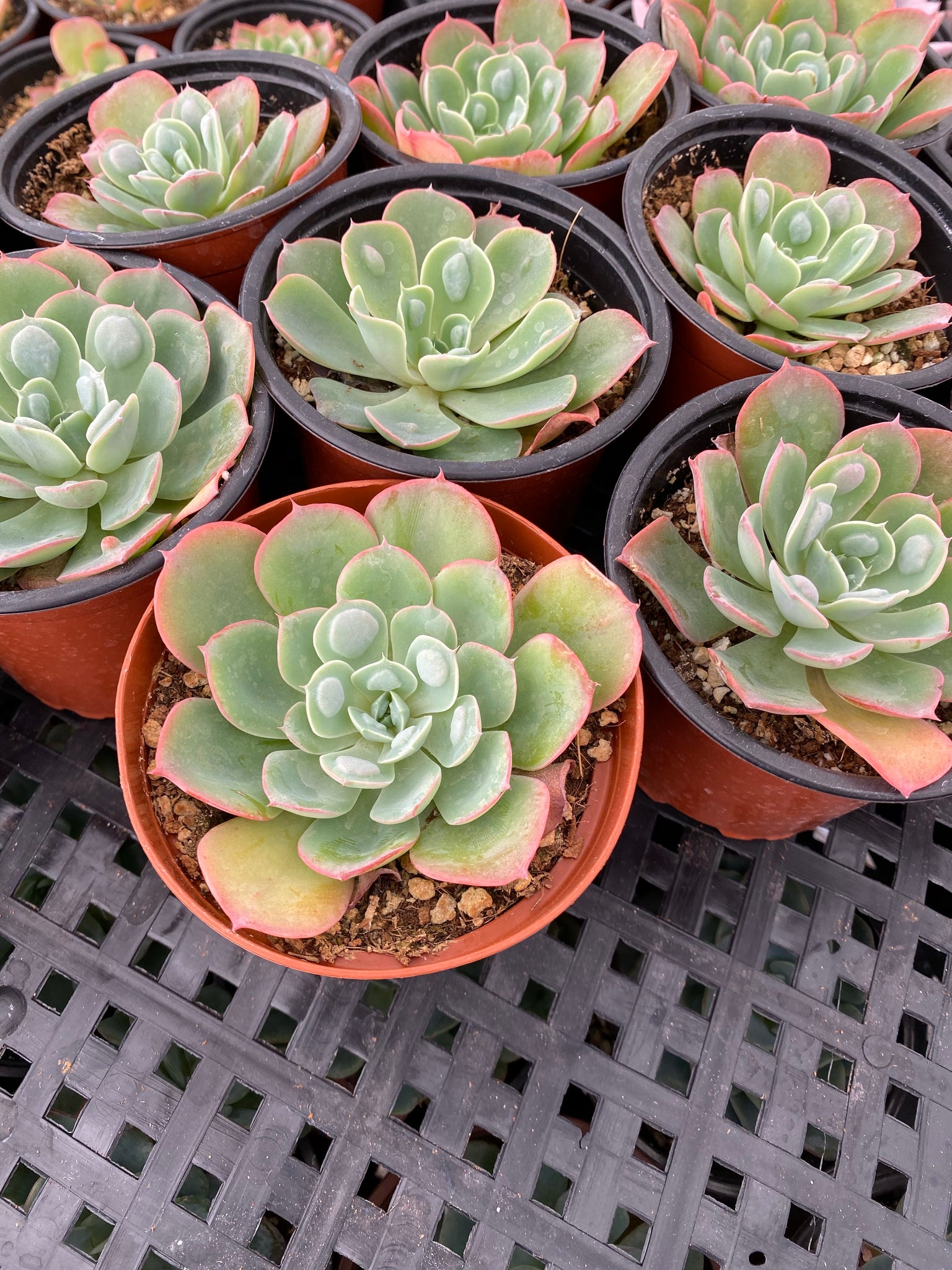raindrops succulent plant Echeveria Raindrops – In Succulent Love