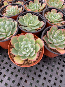 nevada succulent Echeveria Raindrops