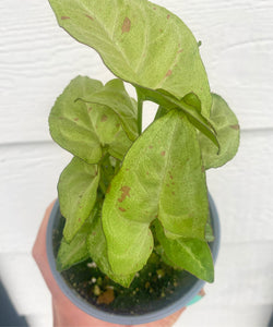 Syngonium Confetti