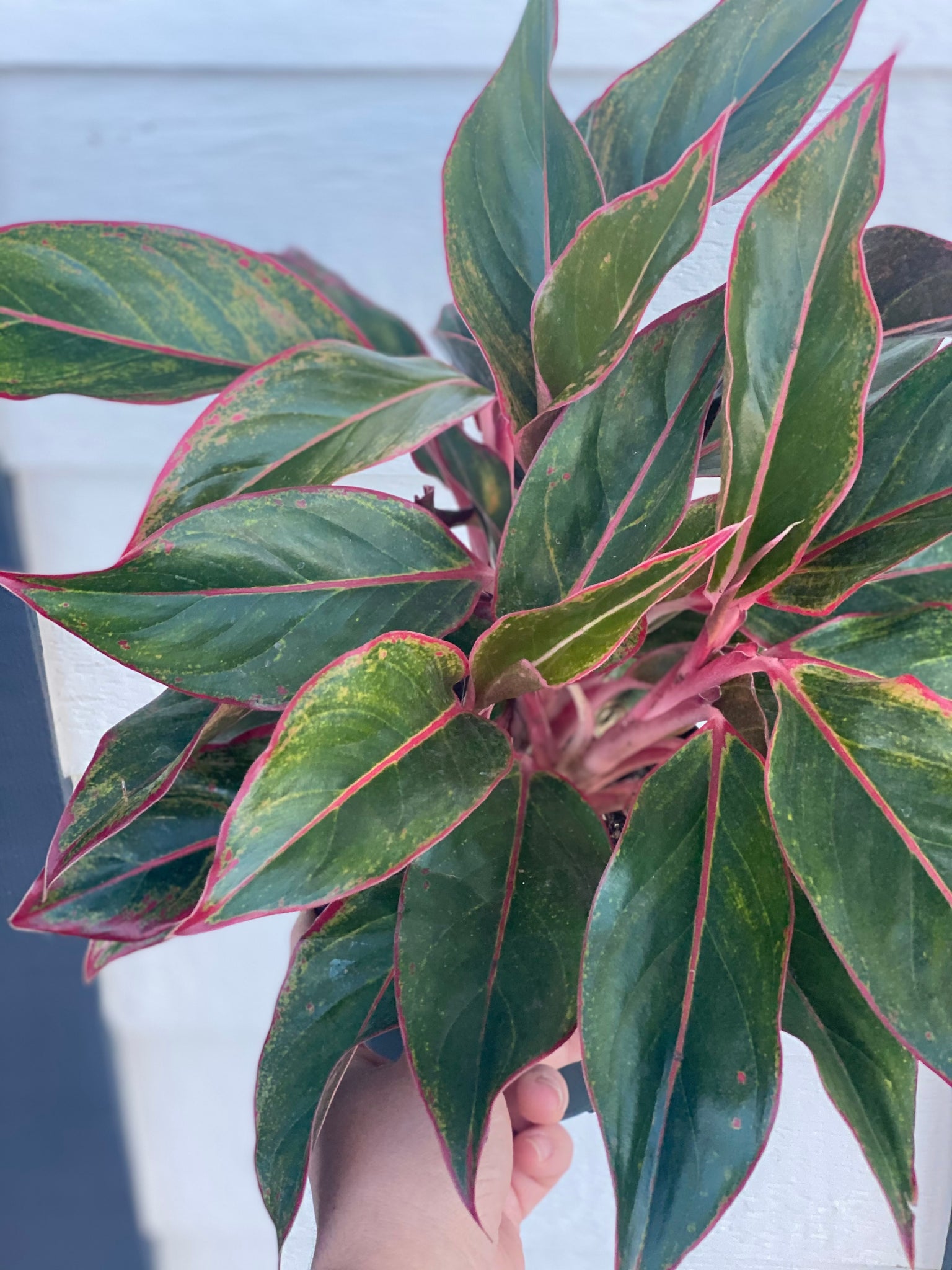 aglaonema colored scheuri Siam Aurora' Chinese Evergreen Aglaonema – In Succulent Love