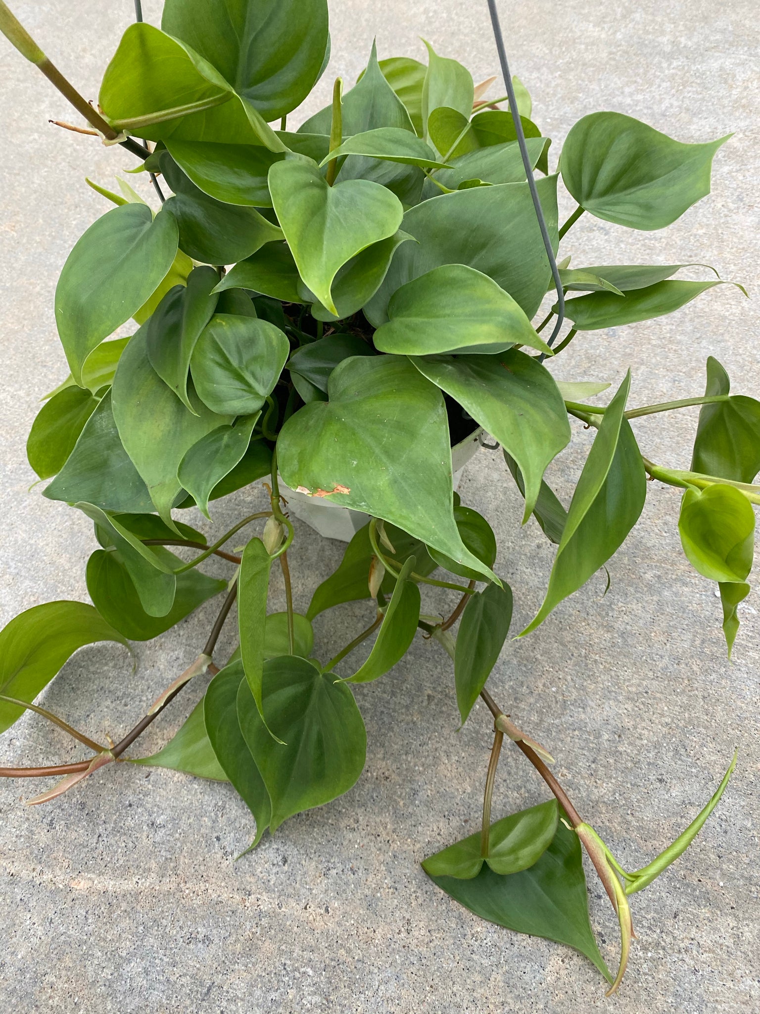 green philodendron Philodendron Cordatum (Green Heart Leaf) – In Succulent Love