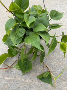 philodendron oxycardium green Philodendron Cordatum (Green Heart Leaf) – In Succulent Love