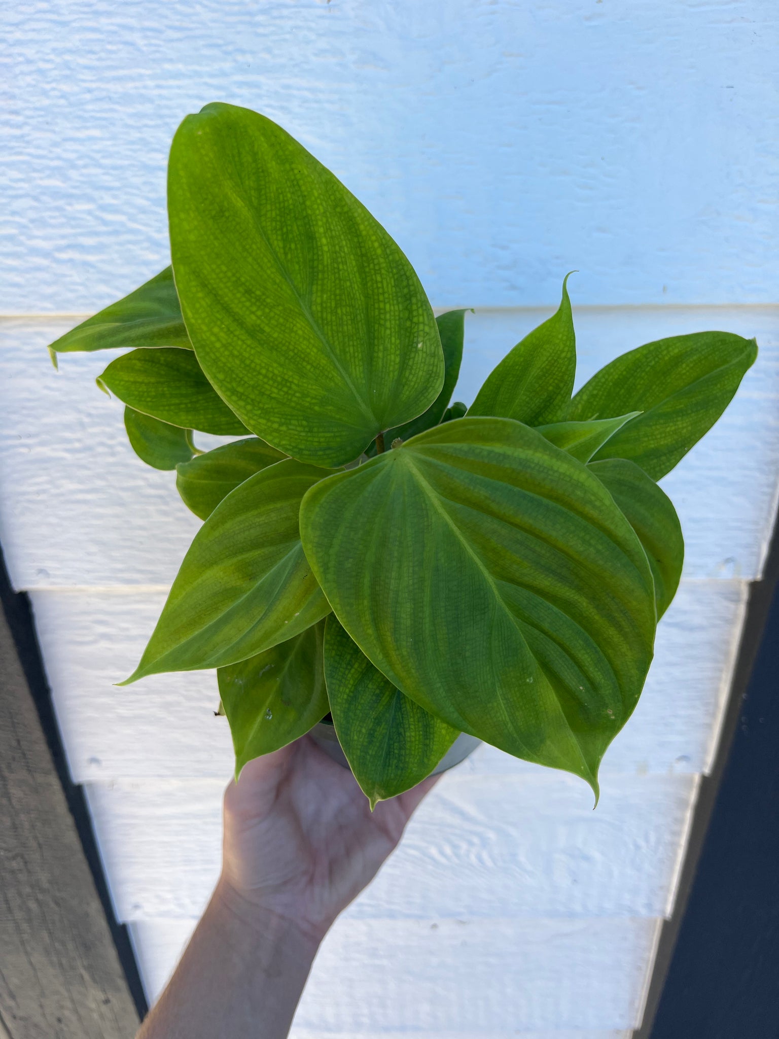 philodendron fuzzy petiole size Philodendron Fuzzy Petiole – In Succulent Love